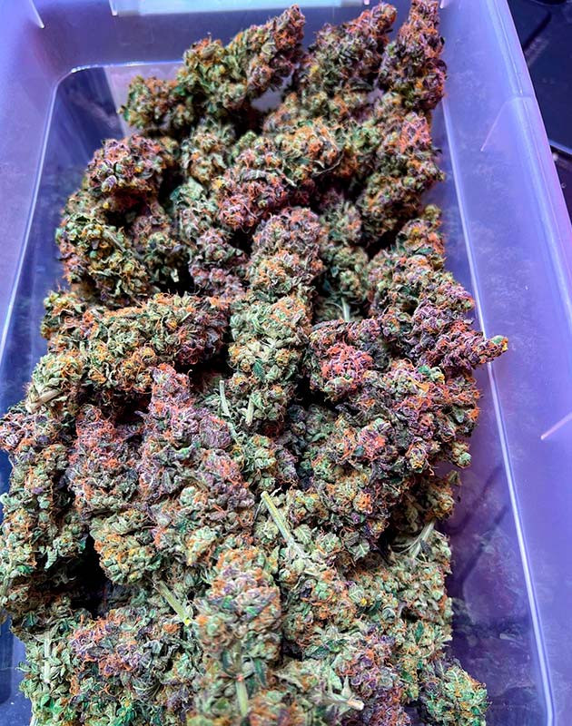 Собранные шишки сорта Mimosa x Orange Punch