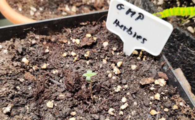 Появление первой пары листочков