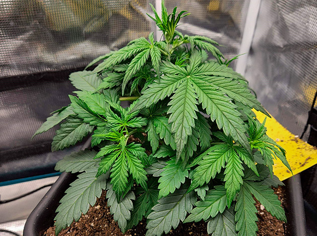 Увеличение роста Gorilla Punch Auto за неделю