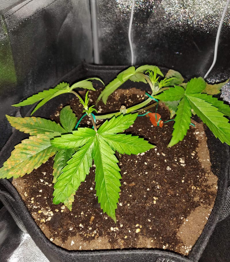 Использование техники мейн-лининг