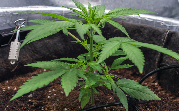 Куст Delicious Candy Early Version fem на 4 неделе выращивания