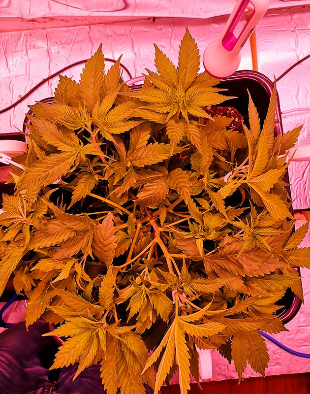 Обрезка верхушки и растяжка ветвей