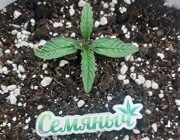 Включение ДНаТ и аэрация грунта Bruce Banner Auto