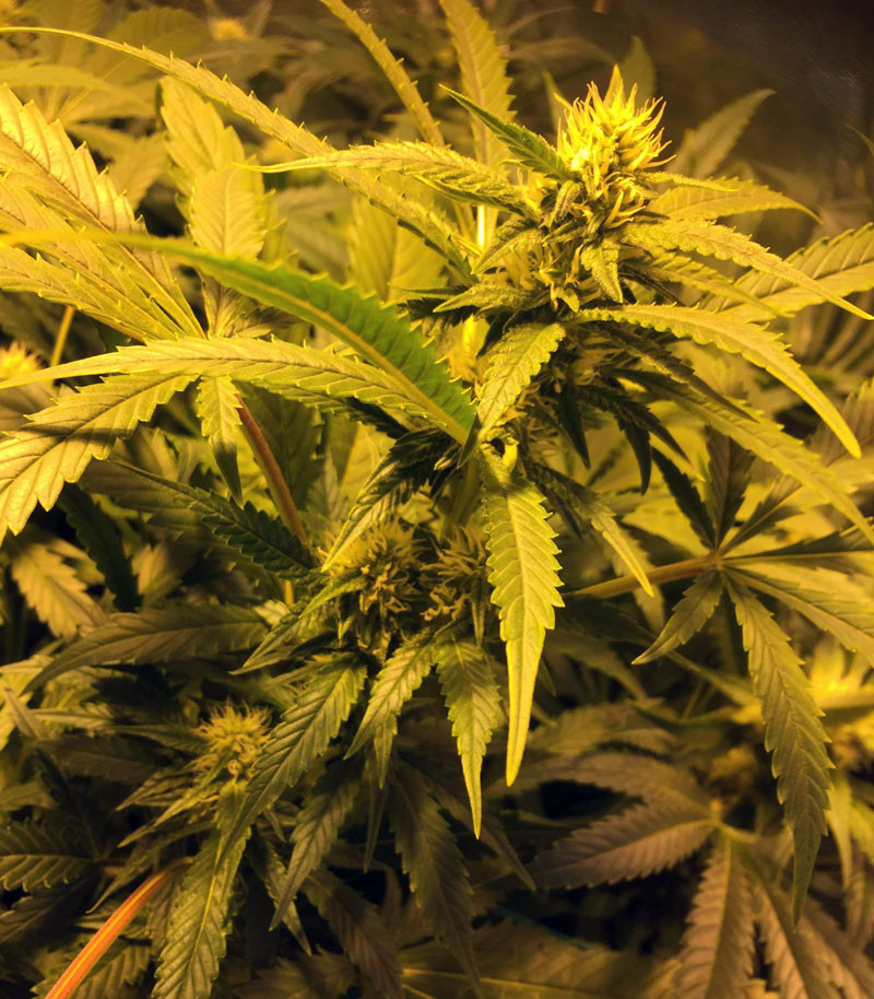 Соцветие марихуаны LSD