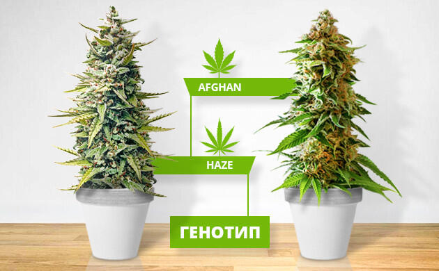 Как генотип влияет на свойства и гибридизацию каннабиса Генотип каннабиса как основа свойств и гибридных сортов