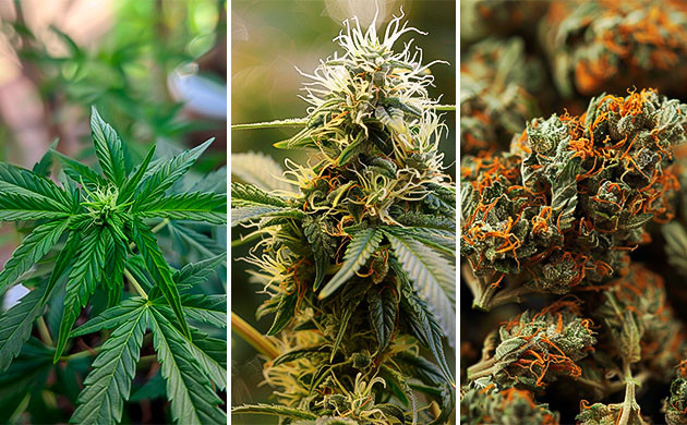 Стадии роста сенсимильи