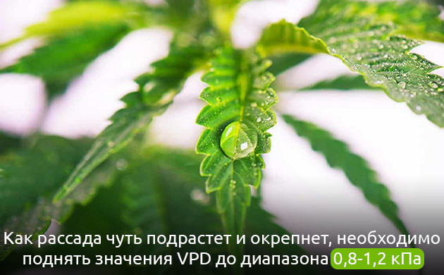 Баланс транспирации: поднятие VPD