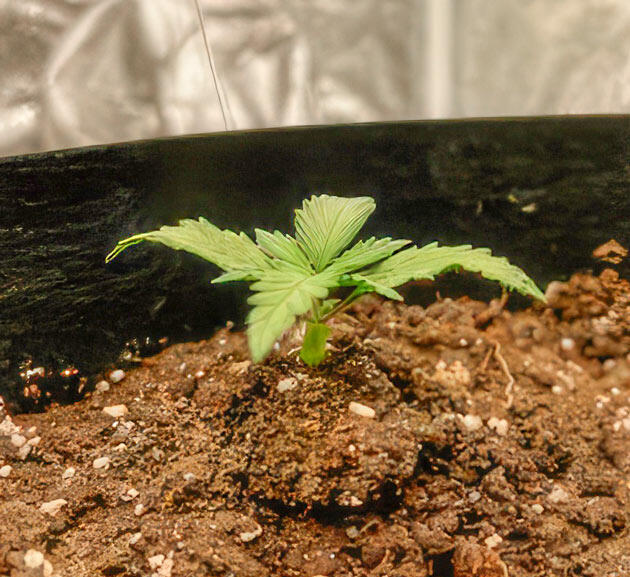 Проращивание семени и высадка в горшок Росток Dark Phoenix от Green House Seeds на 1 неделе