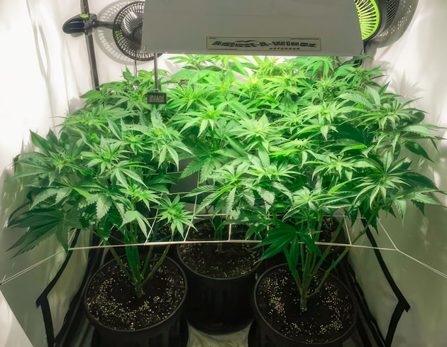 Кусты Mimosa Shot от Herbies Seeds на 6 неделе