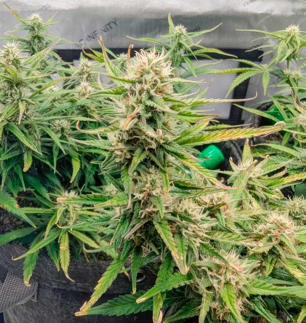 Кусты Strawberry Banana Auto от FastBuds на 7 неделе