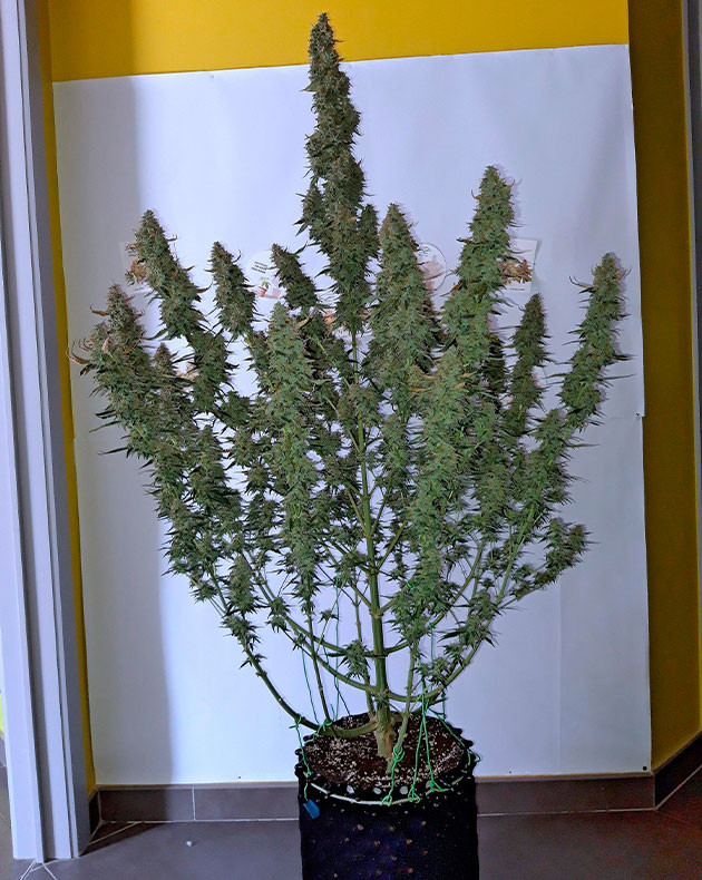 Куст после полной обрезки листьев