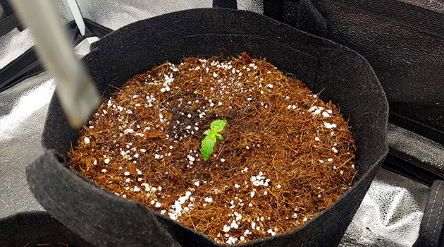 Восьмисантиметровый росток конопли