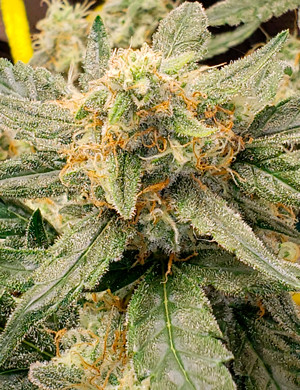 Оранжевые волоски на шишке