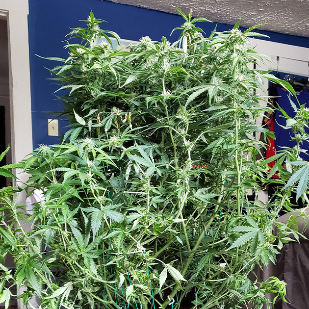 Развитие марихуаны Mexican Airlines auto fem