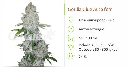 Gorilla Glue Auto от FastBuds