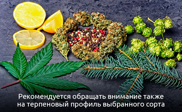 Как выбрать правильный сорт каннабиса