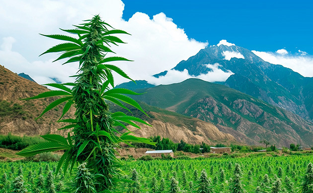 Процесс создания сорта Blueberry