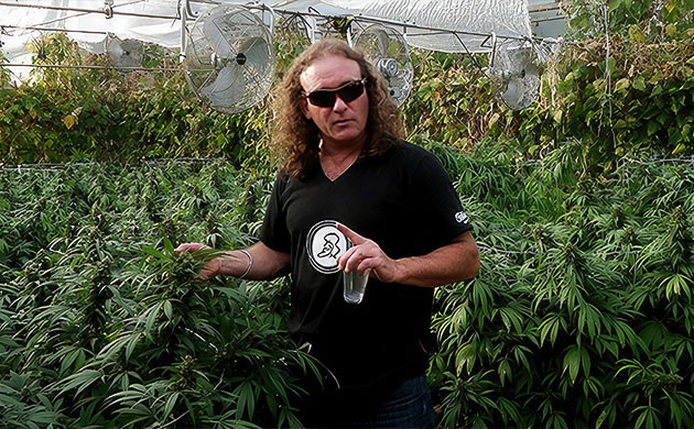 White Widow и Green House Seed Company