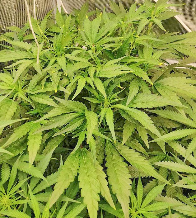 Наблюдение за цветением и развитием бутонов