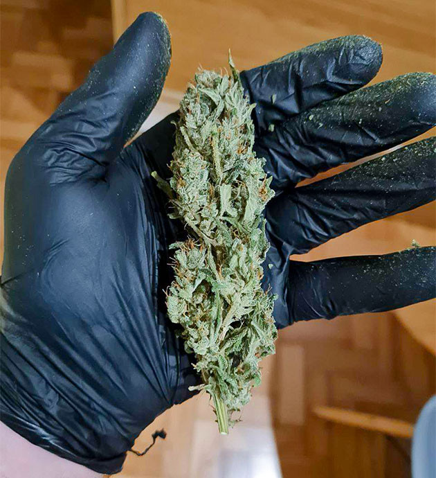 Сушка конопли