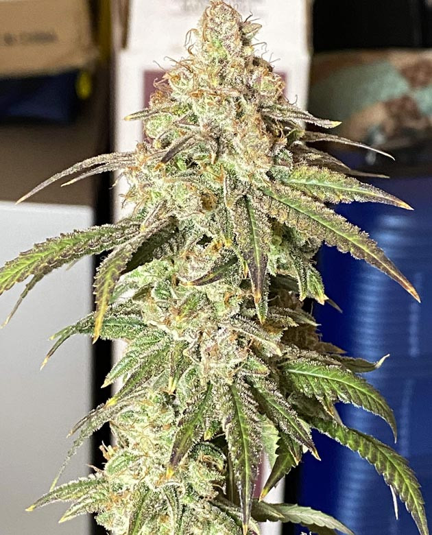 Blueberry Muffin: укрепление веток