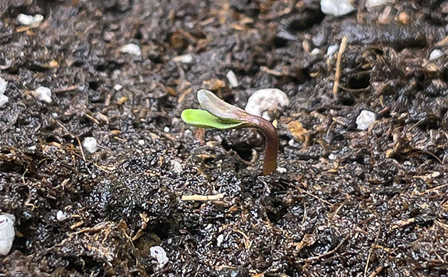 Старт нового цикла с Apollo F1 Auto