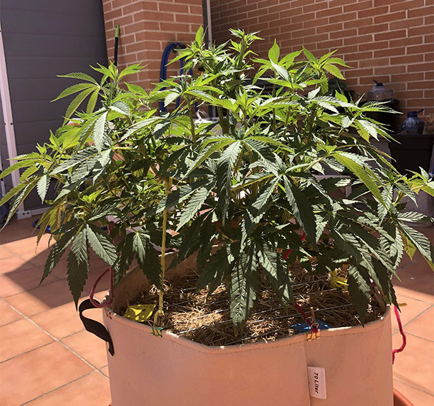 выращивание сорта конопли Sensi Star