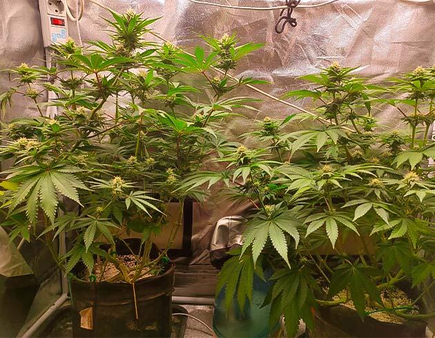 Кусты Black Widow на 9 неделе выращивания