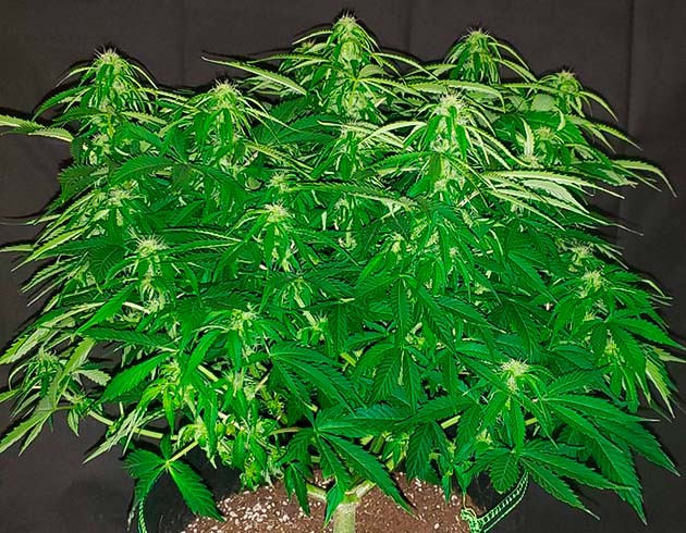 Завершение роста куста на 40 сантиметрах