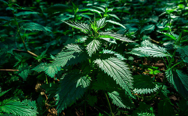 Кусты конопли среди крапивы и бурьяна