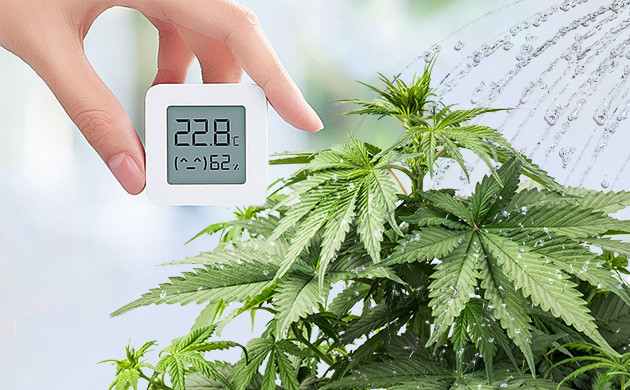 Условия микроклимата для высокого урожая автоцветов