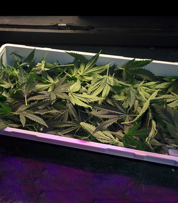 Листья после дефолиации