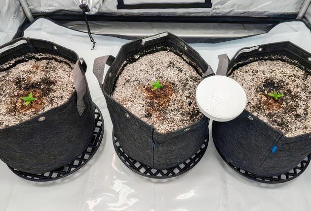 Ростки Strawberry Banana Auto на 2 неделе выращивания