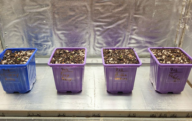 Росток Gelato 2 Auto от Семяныча на 1 неделе