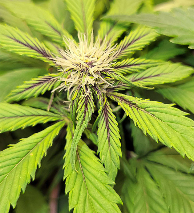 Смена цвета сорта Purple Lemonade Auto