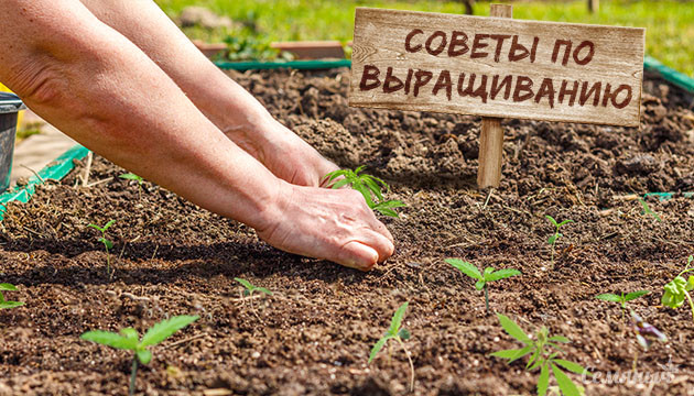 Как выращивать коноплю весной