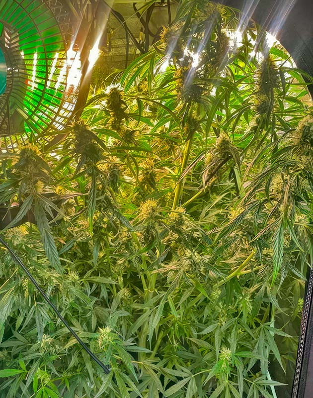 Активный рост каннабиса