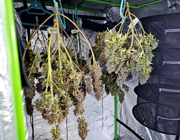 Харвест Apple Betty