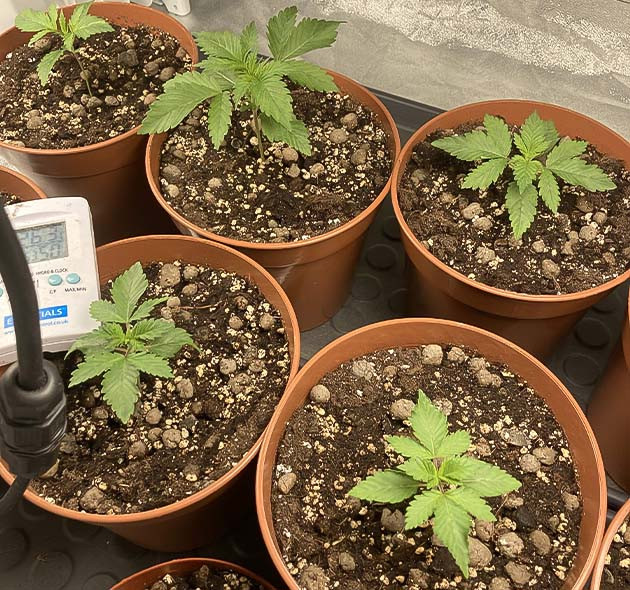 Растение Liberty Haze на 2 неделе выращивания