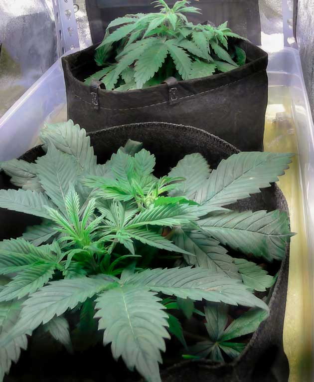 3 неделя выращивания каннабиса