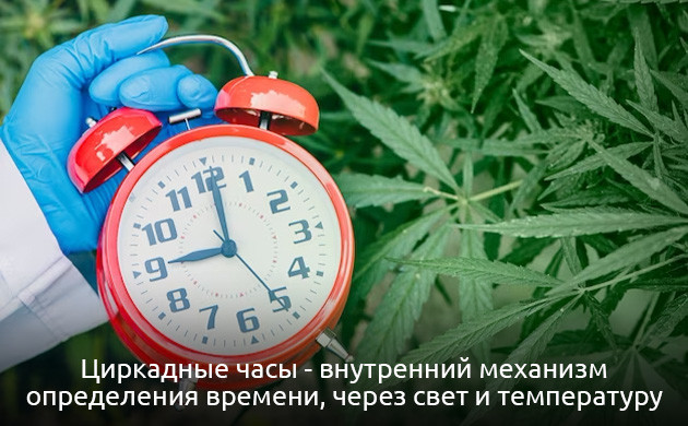 Циркадные часы каннабиса