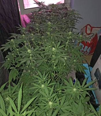 Переход на стадию цветения сорта Jack 47 auto