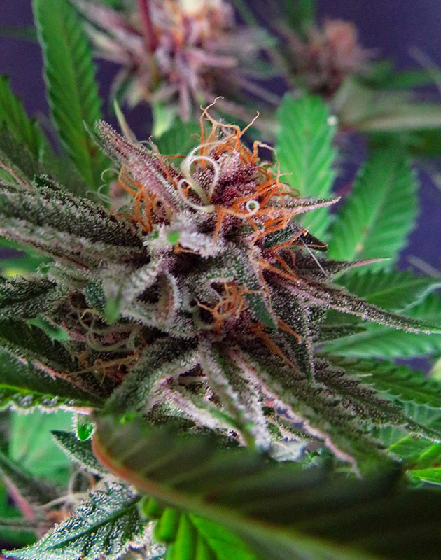 Соцветие Grandmommy Purple