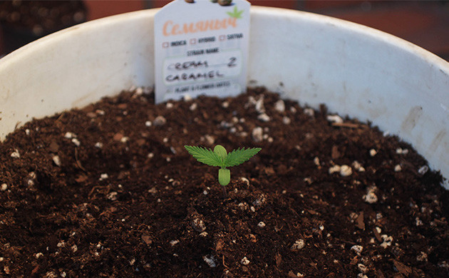 Росток с первой парой листьев
