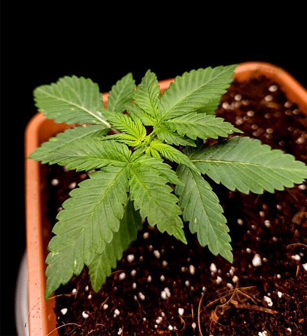 2 неделя Tropicana Cookies FF