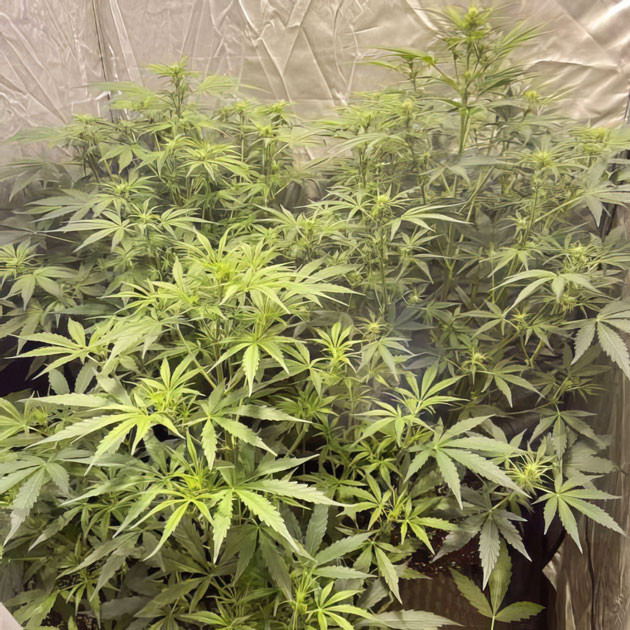 Куст Wedding Cake Auto на 6 неделе выращивания