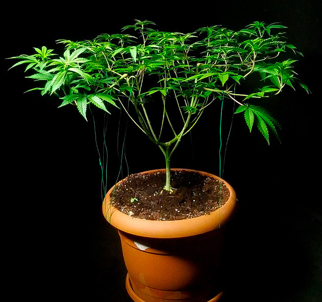 8 неделя роста сорта Lemon Tree