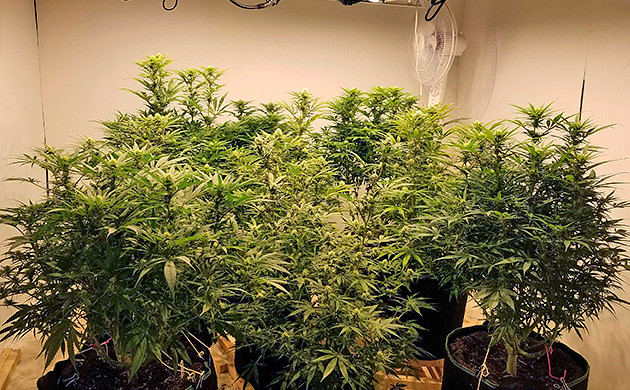 Amherst Sour Diesel 3 недели цветения кустиков