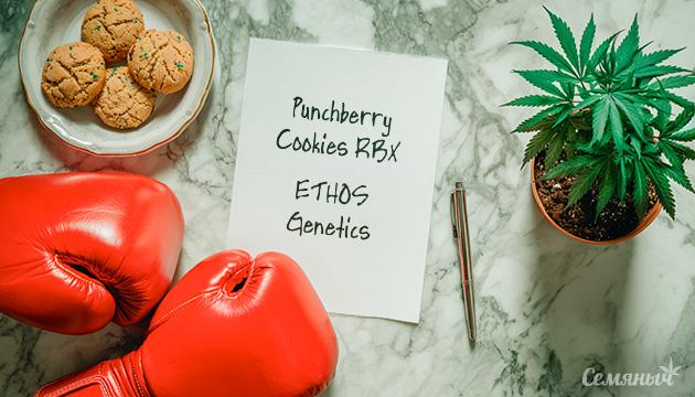 Гроурепорт сорта Punchberry Cookies RBX от ETHOS Genetics