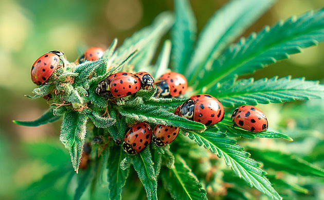 Органические методы защиты конопли от вредителей